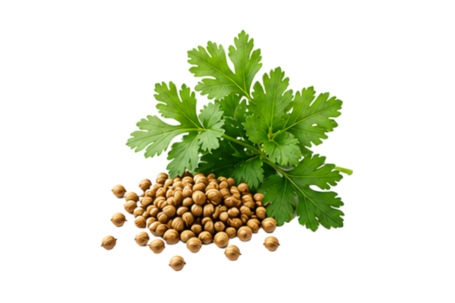 Coriander