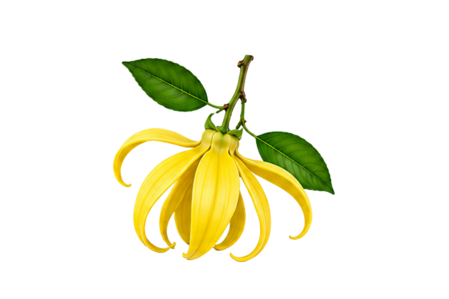 Ylang-Ylang